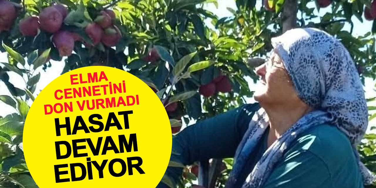 Elma cennetini don vurmadı: Hasat devam ediyor