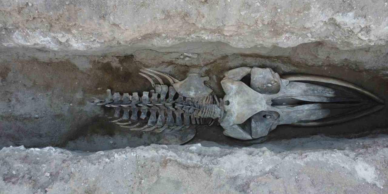 Fin Balinasının İskeleti Gün Yüzüne Çıkıyor: Dev Keşifte Sona Gelindi