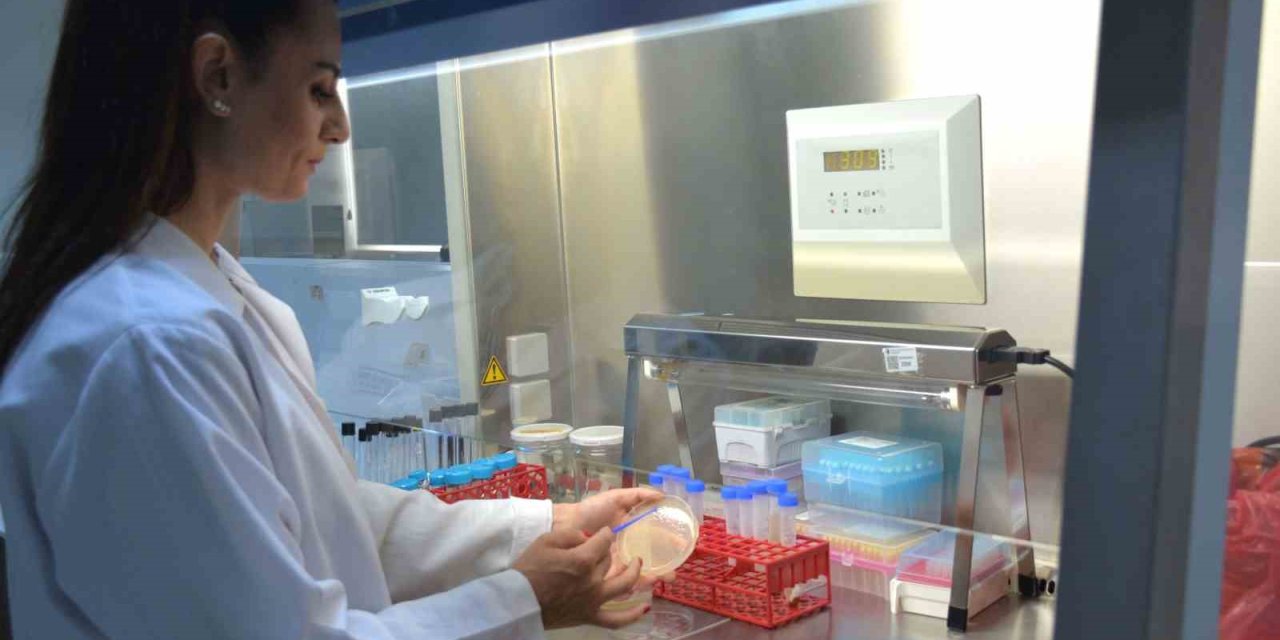 Kıbrıs'ta Keşfedilen "Alasiavirus", Dünya Bilim Literatürüne Girdi