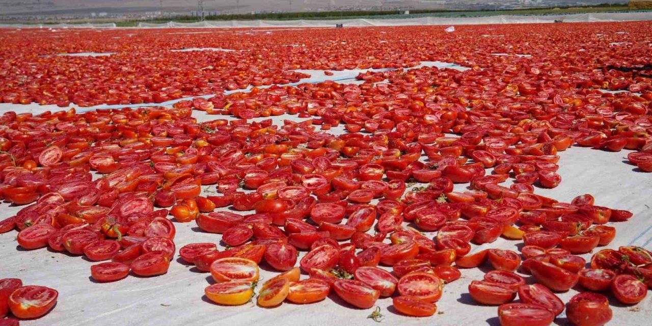 Niğde’nin Kurutulmuş Domatesleri Dünya Sofralarına Lezzet Taşıyor