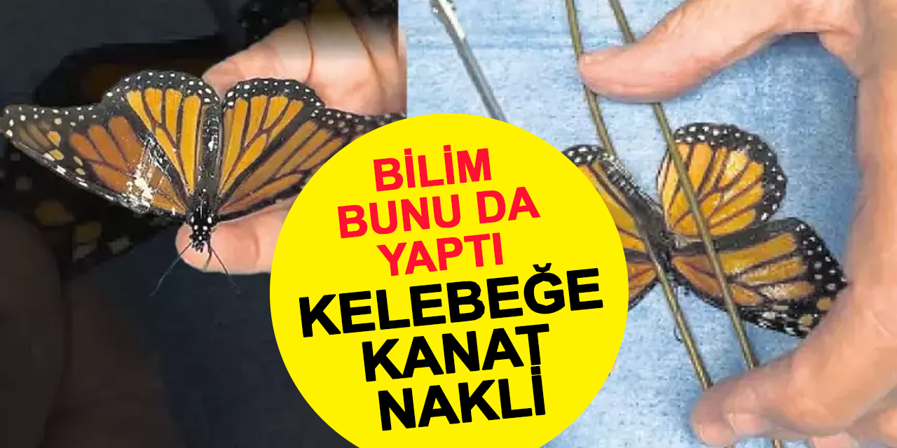 Kırık Kanatla Hayata Tutundu: Long Island’da Mucizevi Kelebek Ameliyatı