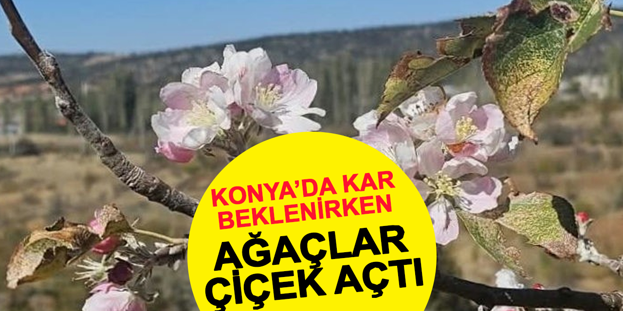 Kar Beklenen Konya'da 'Bahar Manzarası': Bozkır'da Ağaçlar Çiçek Açtı!