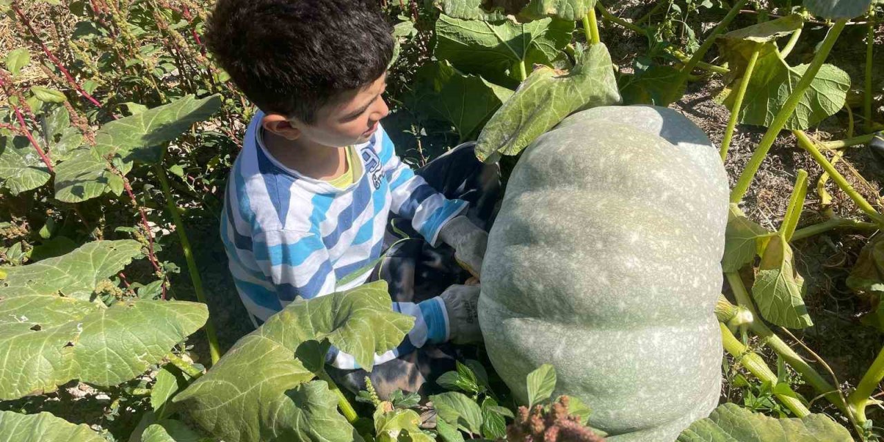Torunu kadar kabak yetiştirdi: Bahçesinden 40 kiloluk dev kabaklar çıktı