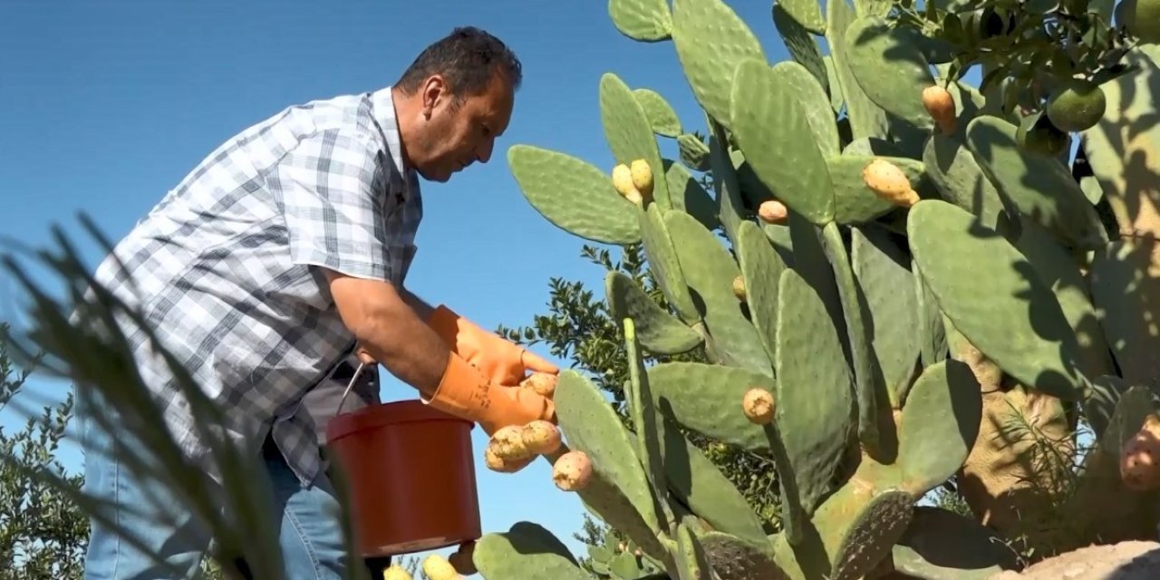 Kurak tarlalarda yetişen dikenli incir dondurma oldu