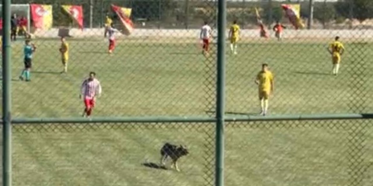 Sahaya giren başıboş köpek maçı durdurdu