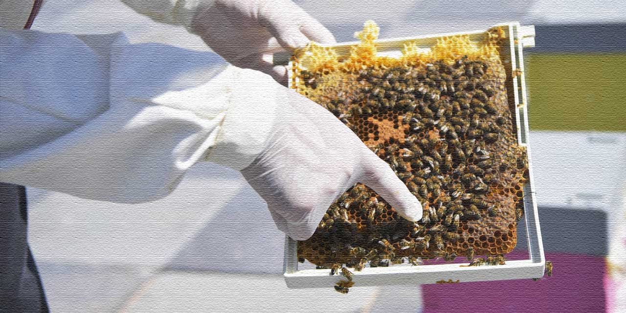 Arı Ekmeği Üretimi Başladı: Ankara Arıcısına Yeni Gelir Kapısı