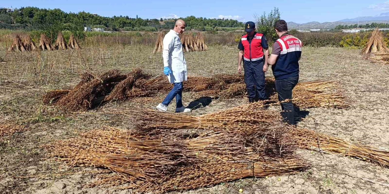 Coğrafi İşaretli Manavgat Altın Susamı Tarlasına Hırsız Dadandı