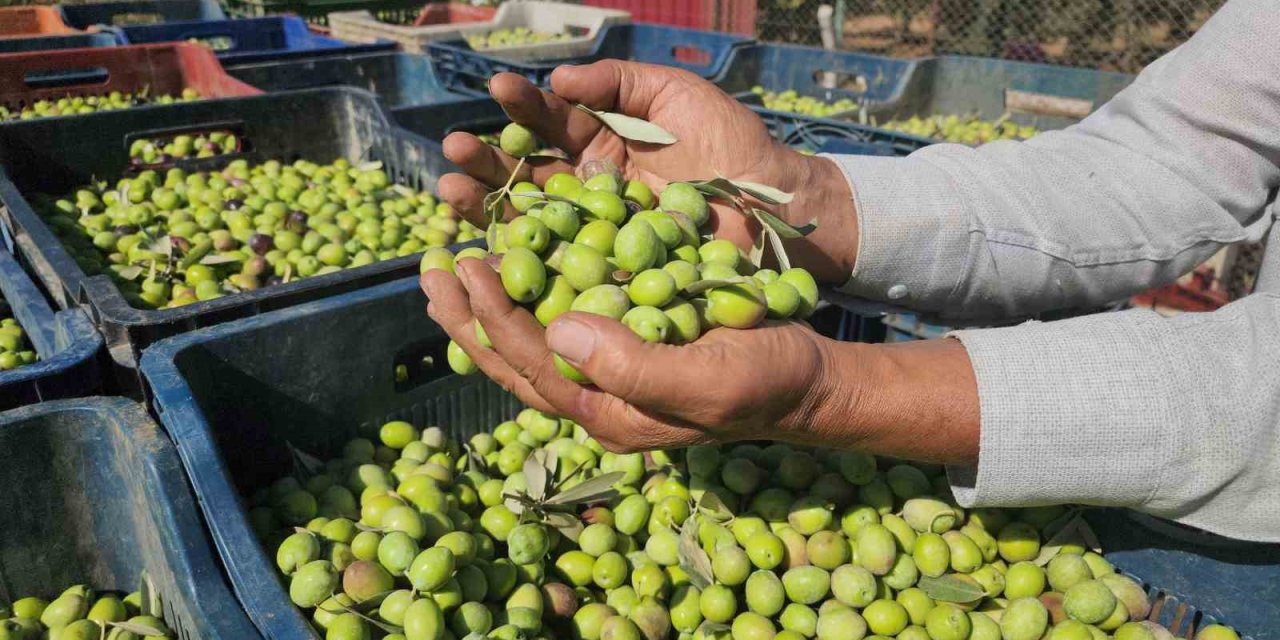 Hatay Zeytininde Rekolte Memnuniyeti: Tarlada Fiyatı 55 TL!