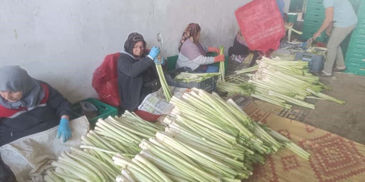 Kışlık Sebze Hasadı Başladı