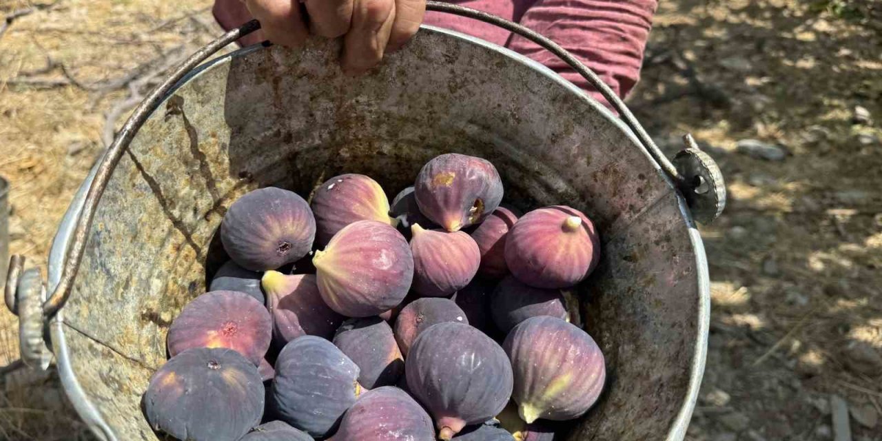 Siyah incir hasadında sona gelindi: Son 25 yılın en kötü sezonu