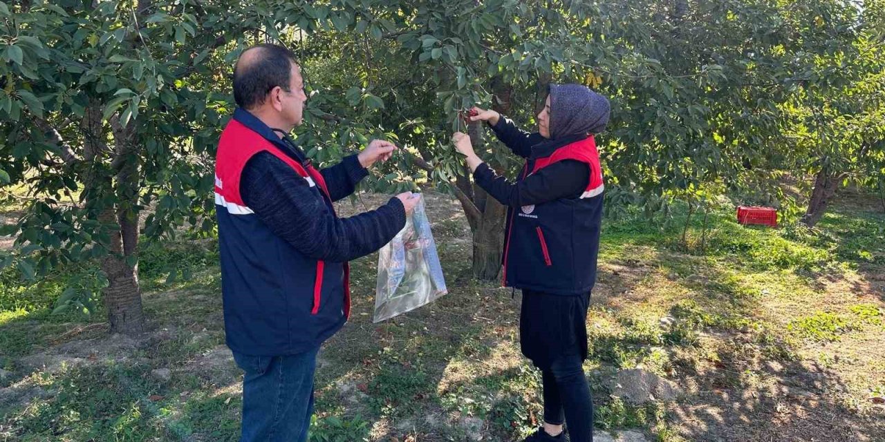 Kiraz ve vişne de zararlılara karşı numune alındı
