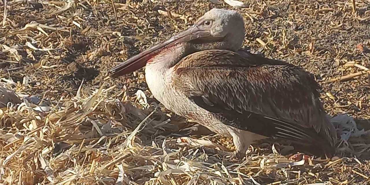 Yaralı pelikanı vatandaşlar kurtardı