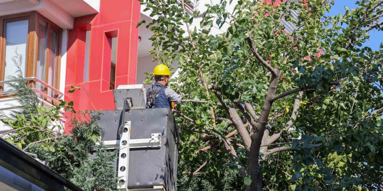 Meram'ın Yeşil Hazinesi Kışa Hazırlanıyor: Kapsamlı Bakım Başlatıldı