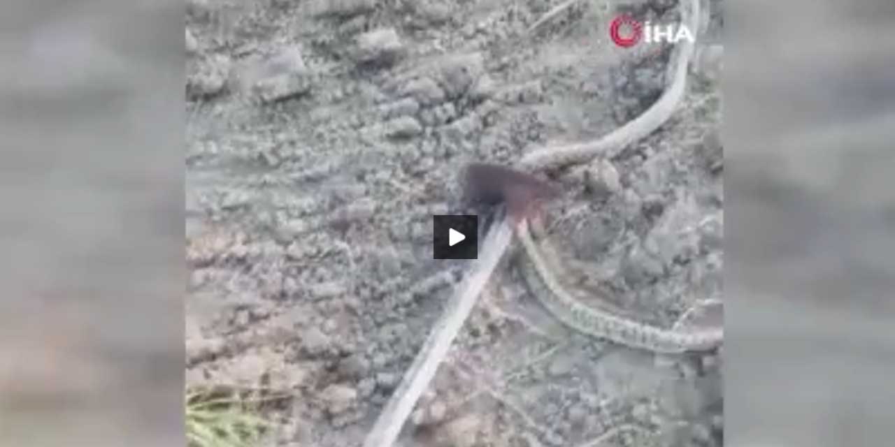 'Sevim koş yılan geldi'