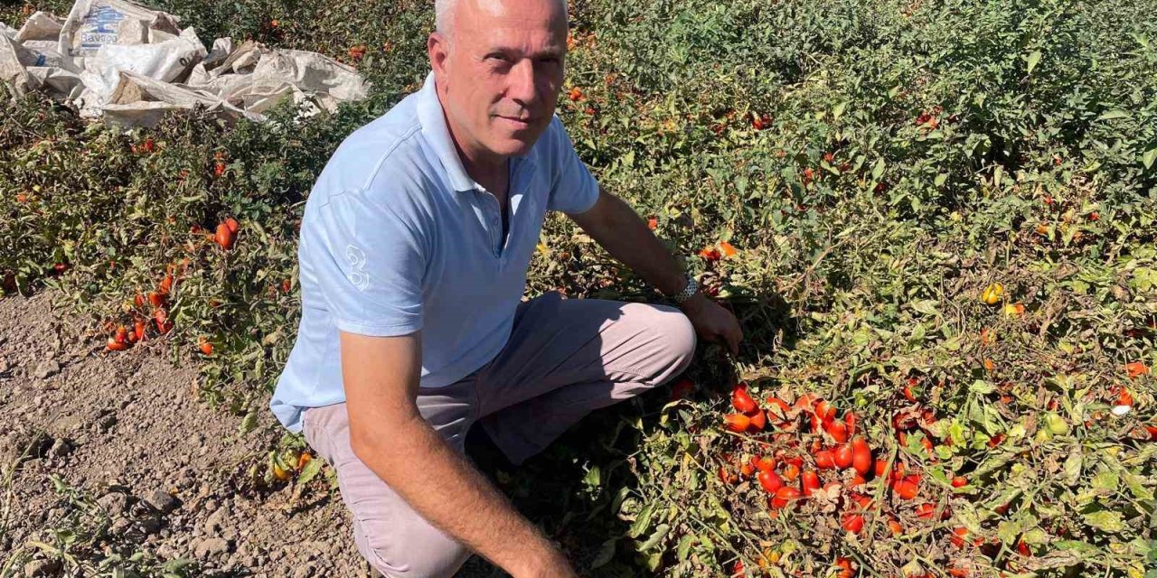 Londra'daki Kazancını Karacabey Topraklarına Yatırıyor