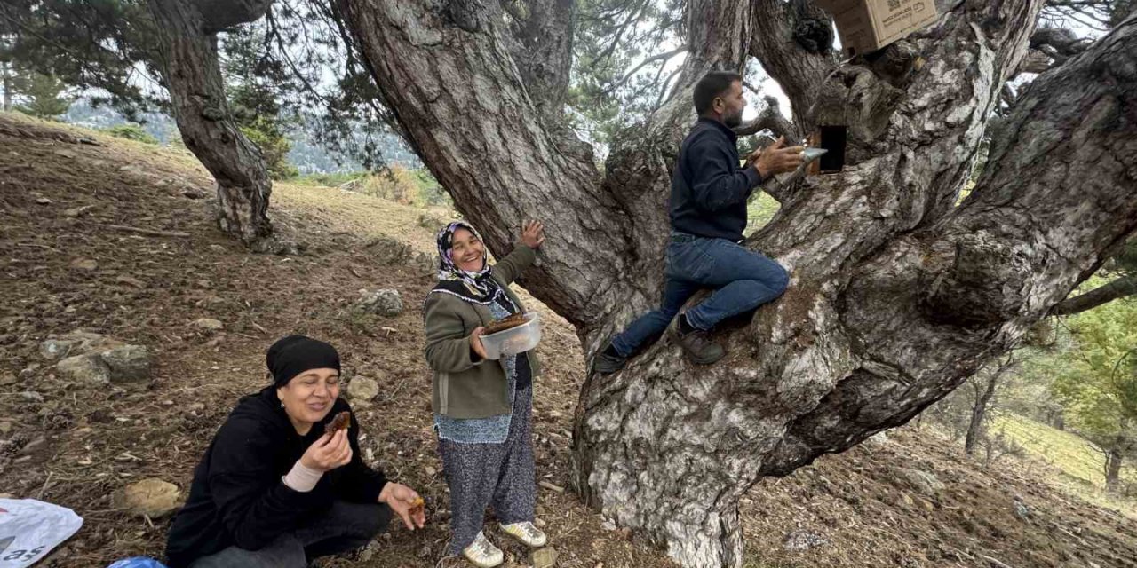 Torosların Zirvesinde "Firari Arı" Peşinde Zorlu Mesai: Kilosu 5 Bin Lira