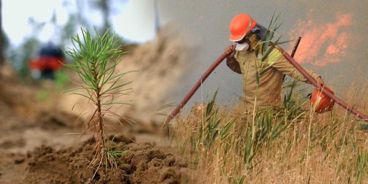Ormanlar Yeniden Ayağa Kalkıyor: Türkiye Ağaç Varlığında Avrupa Lideri