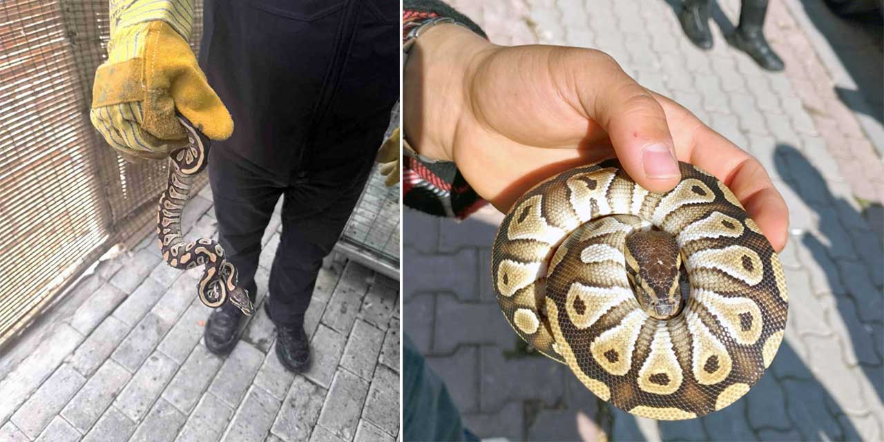 Konya'da Şok Eden Durum: 'Pitonlu' Asayiş Kontrolü