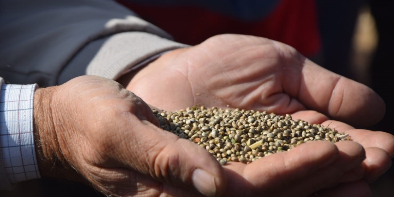 Konya Ovası'nda 'Kenevir' Hasadı: Az Suyla Yüksek Verim, Çiftçinin Gözdesi Oldu