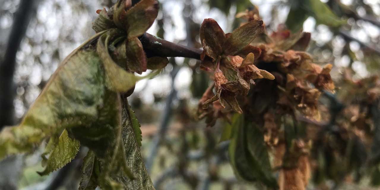 Konya'daki meyve üretimi de ağır darbe almıştı: Don mağduru çiftçiye dev destek