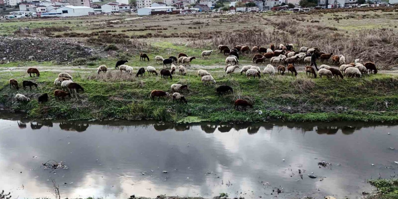 Küçükçekmece Gölü’ne Dökülen Derenin Rengi Kirlilikten Simsiyah Oldu