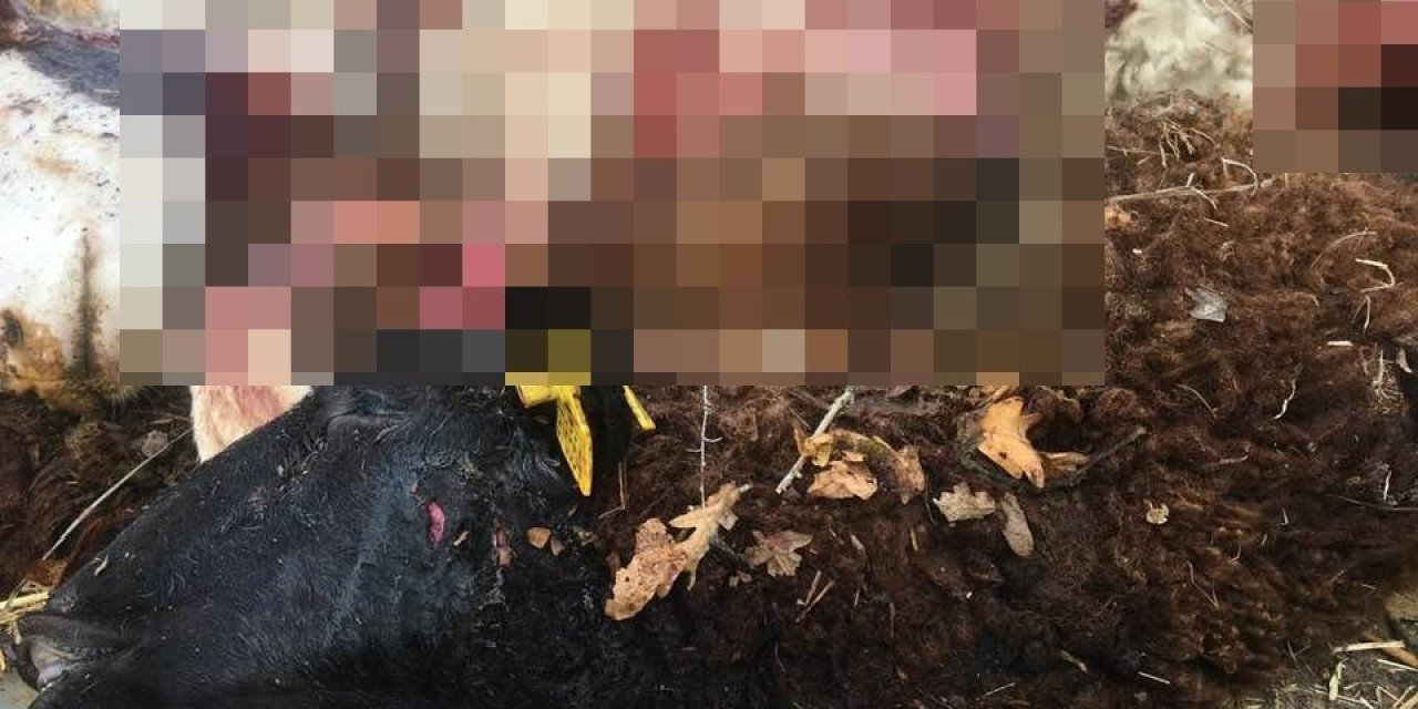 Sürüden ayrılanı kurt kaptı