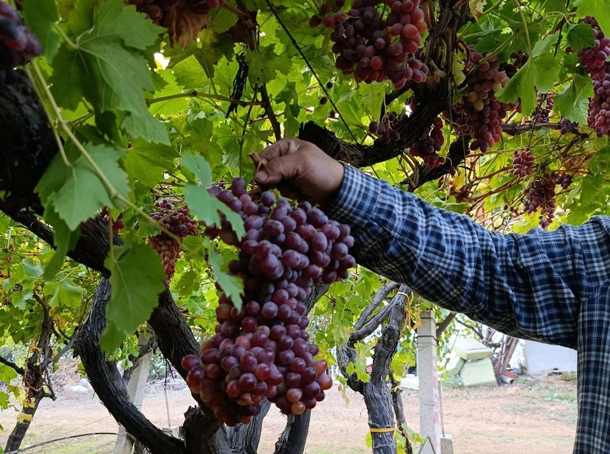 Dev Üzüm Şaşırttı: Manisa'da Rekor Salkım Tartıldı