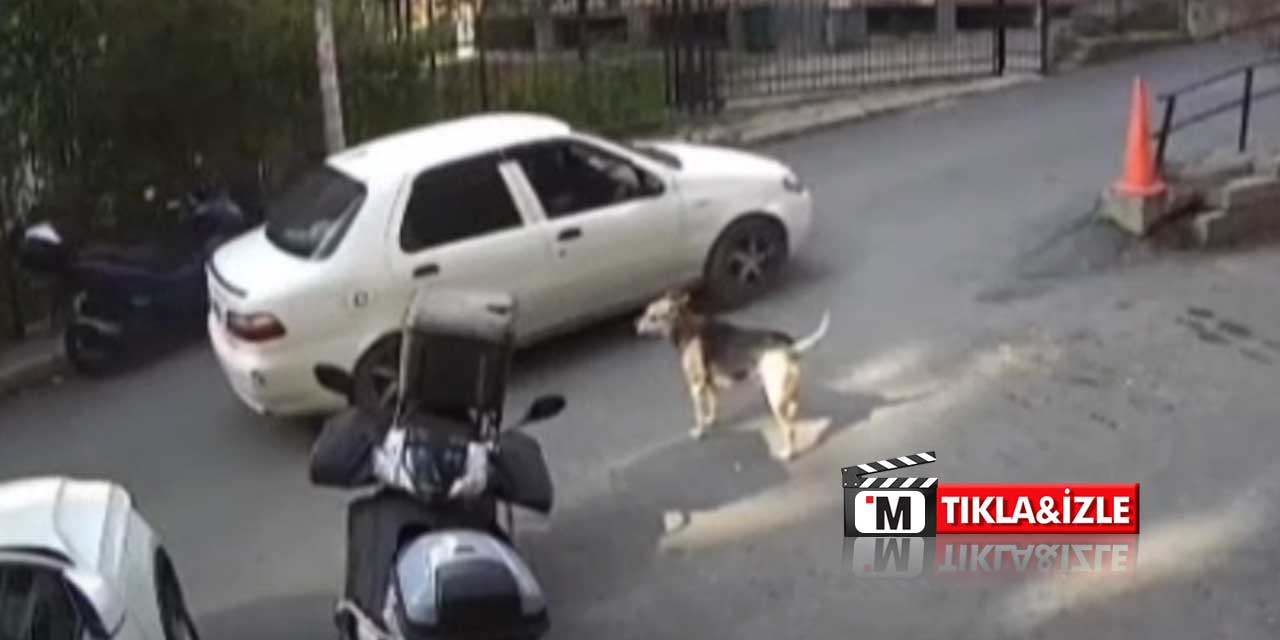 Sokak Köpeğini Ezen Sürücü Güvenlik Kamerasına Yakalandı