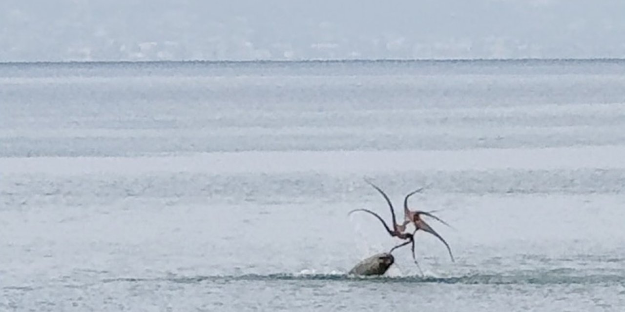 Çeşme Kıyılarında Nadir Görünüm: Akdeniz Foku Ahtapot Avladı