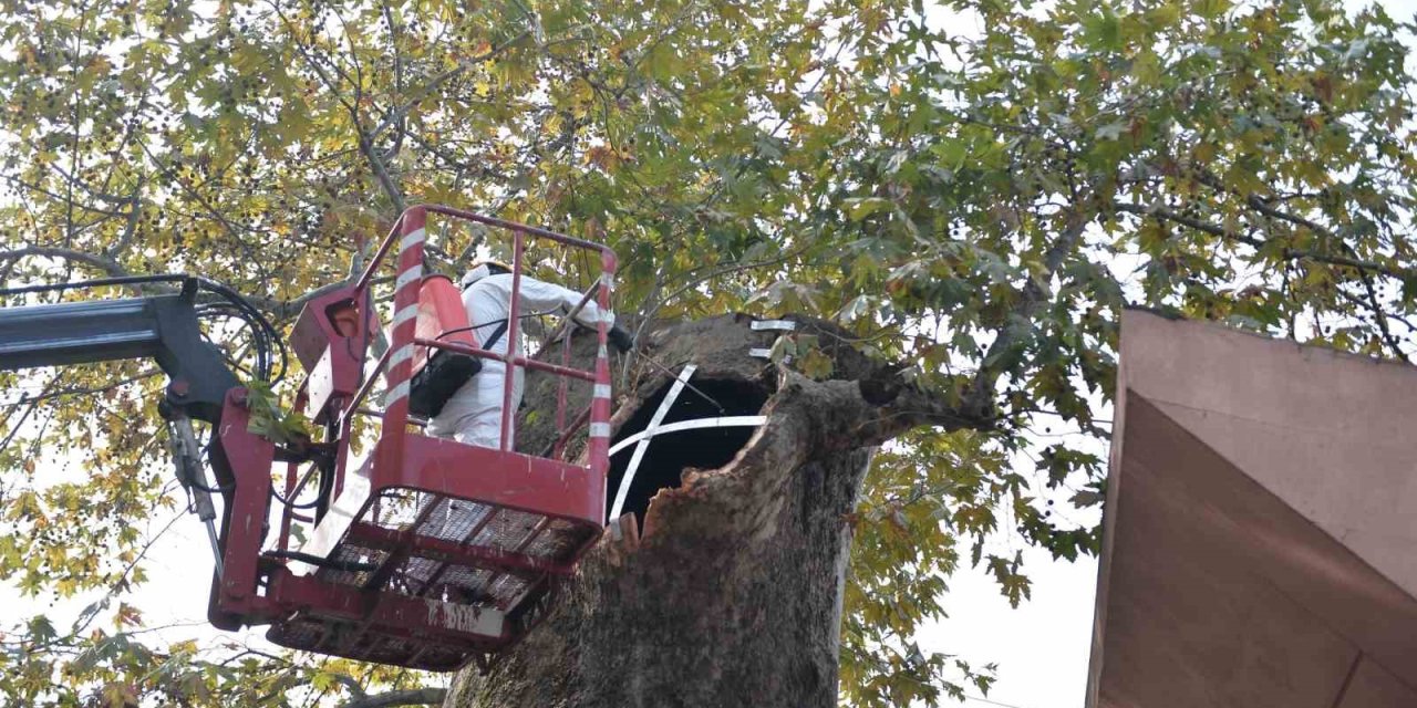 Ulu Cami'nin Asırlık Tanığına Büyükşehir Desteği