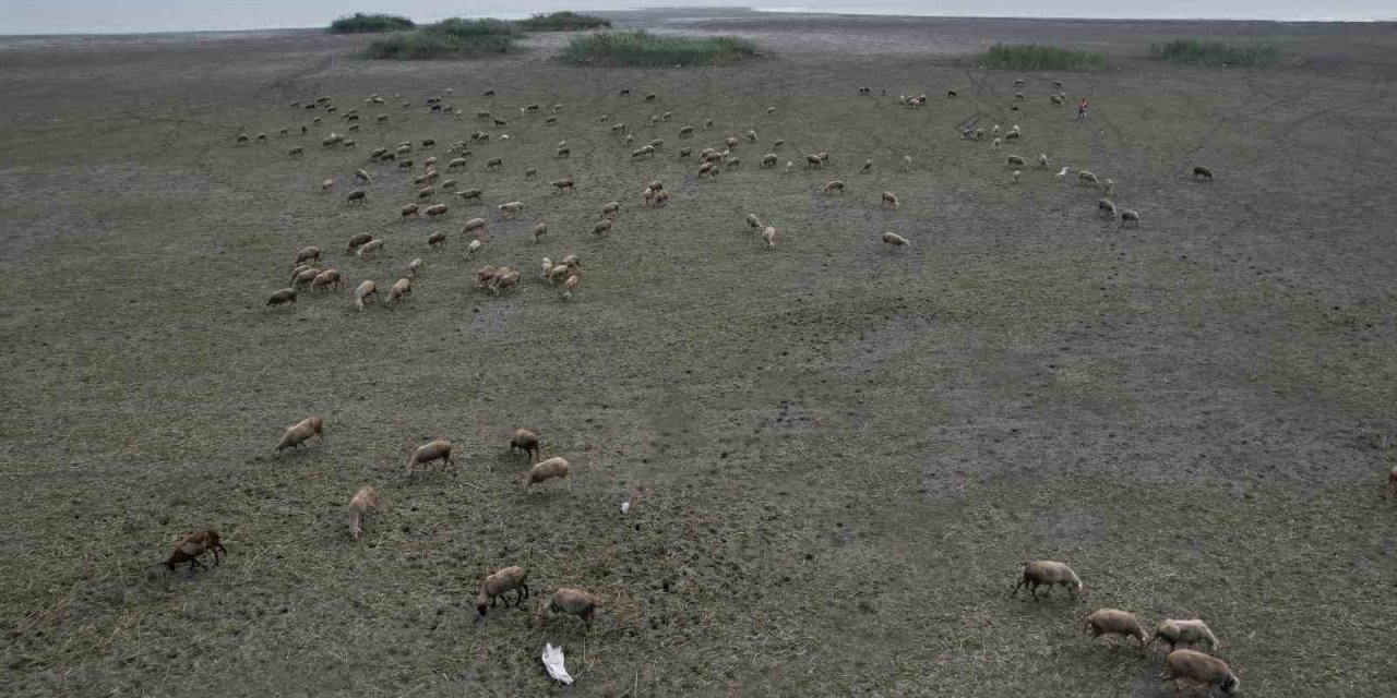 İstanbul'un Can Damarı Kuruyor: Gölde Hayvanlar Otluyor