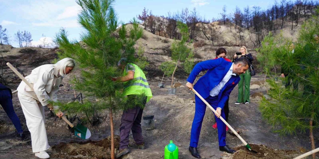 Bilecik'te yangın bölgesinde ilk fidanlar toprakla buluştu