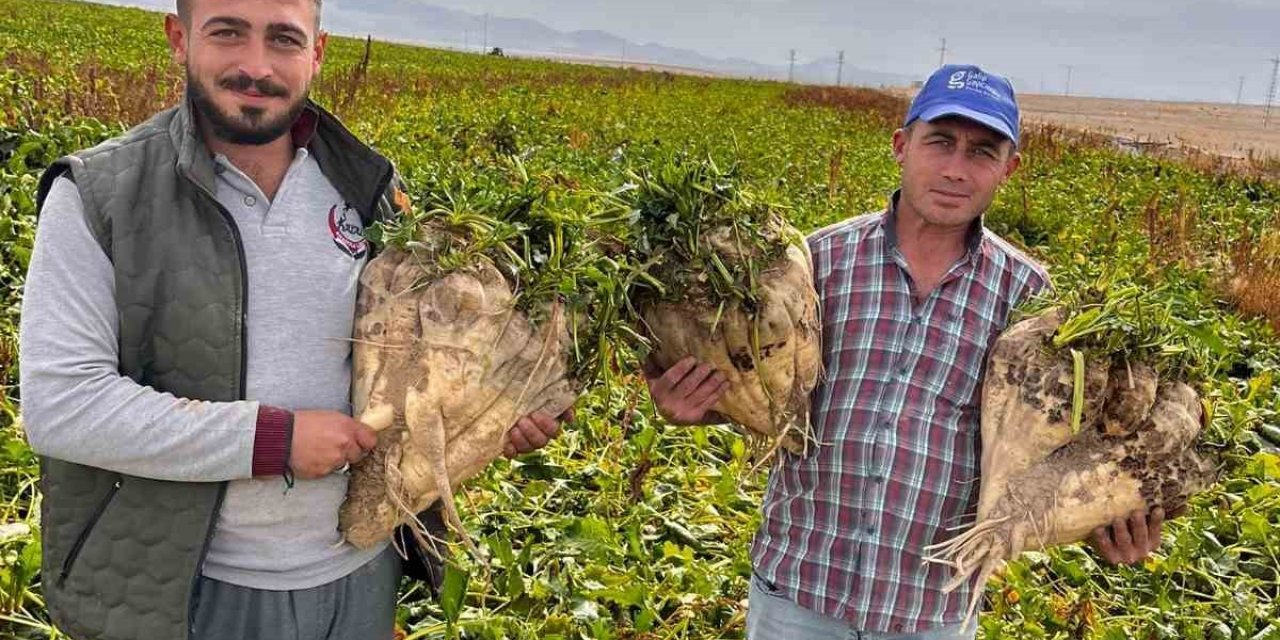 Konya’da Dev Pancar Rekoru: 24 Kiloluk Şeker Pancarları Gündem Oldu