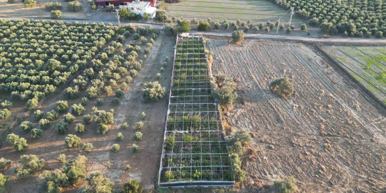 Türkiye’nin tarım merkezinde ejder meyvesi hasadı başladı, kilosu 180 TL’den alıcı buluyor