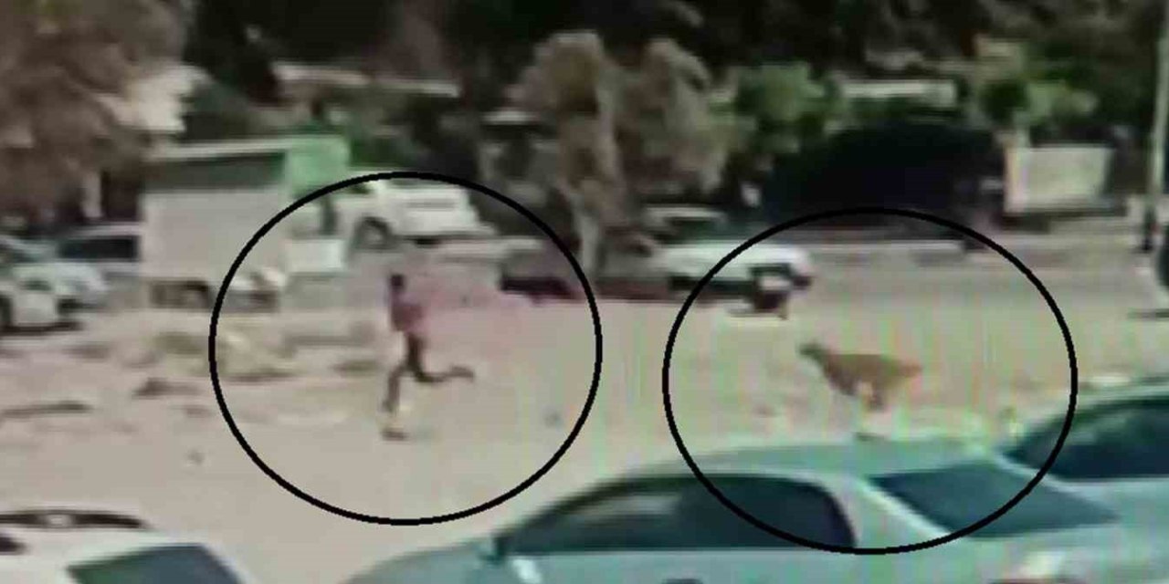 Sokak köpekleri çocuğa korku dolu anlar yaşattı