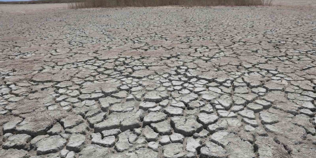 Çöle dönen Milleyha’da yağışlarla birlikte kuş sesleri yankılanmaya başladı