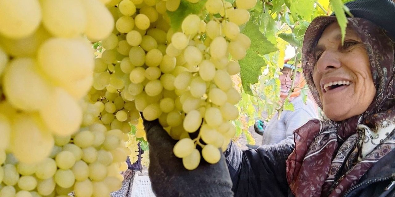 Konya bu yıl hasret kaldı, Manisa'da topla topla bitmiyor