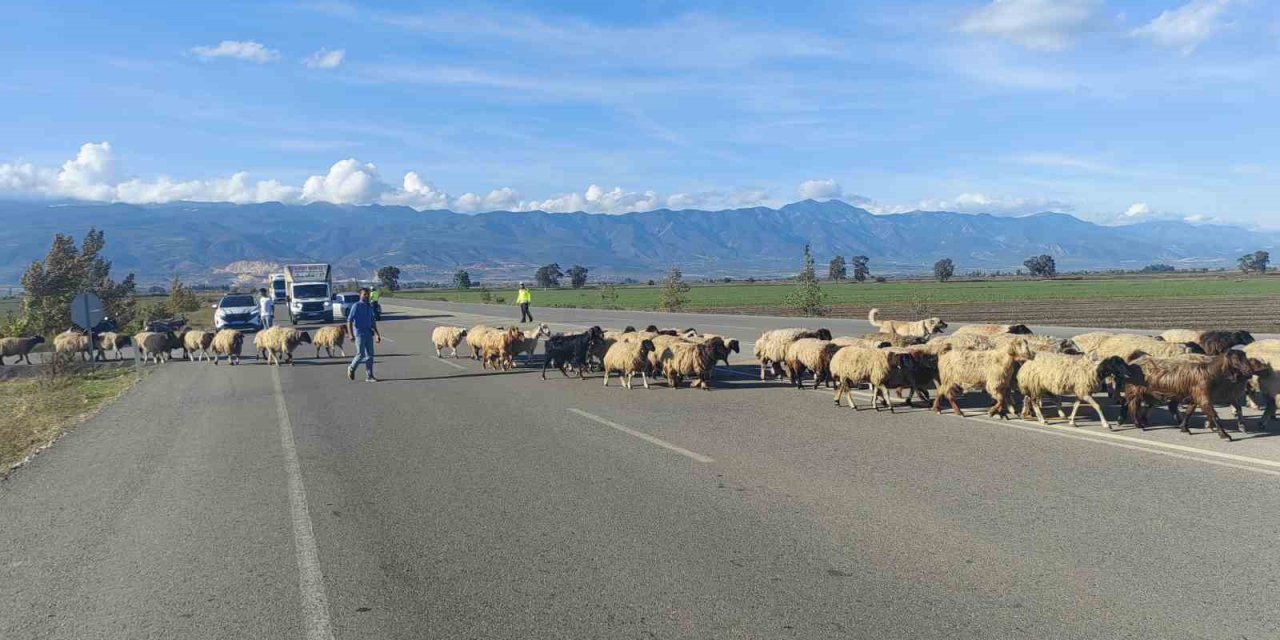 Koyun Sürüsüne Polis Eskortu Eşliğinde Renkli Geçiş