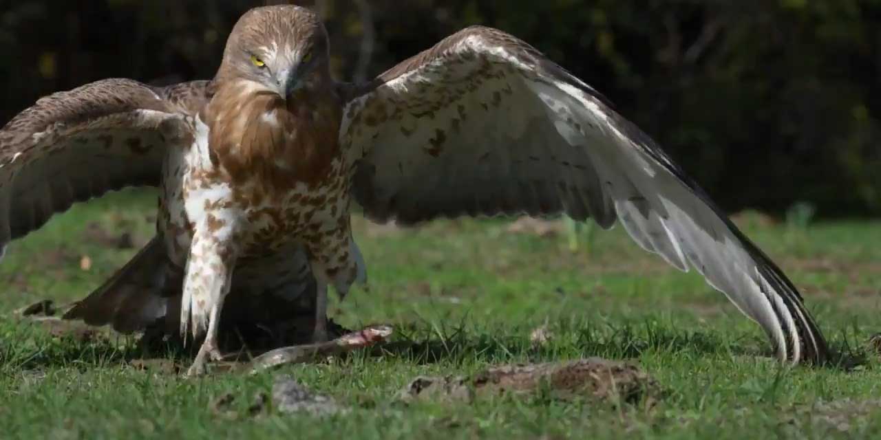 Yılanı yakalayan kartaldan gövde gösterisi