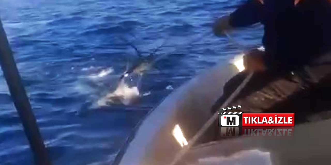 Akdeniz Açıklarında Köpekbalığı Paniği: Balıkçılar Kabusu Yaşadı