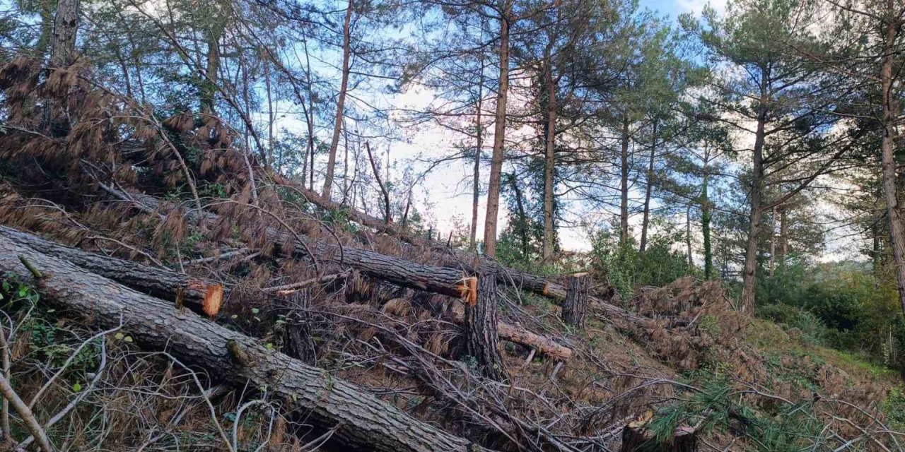 Amanosların Kalbine Darbe: 20 Ağaç Yere Serildi