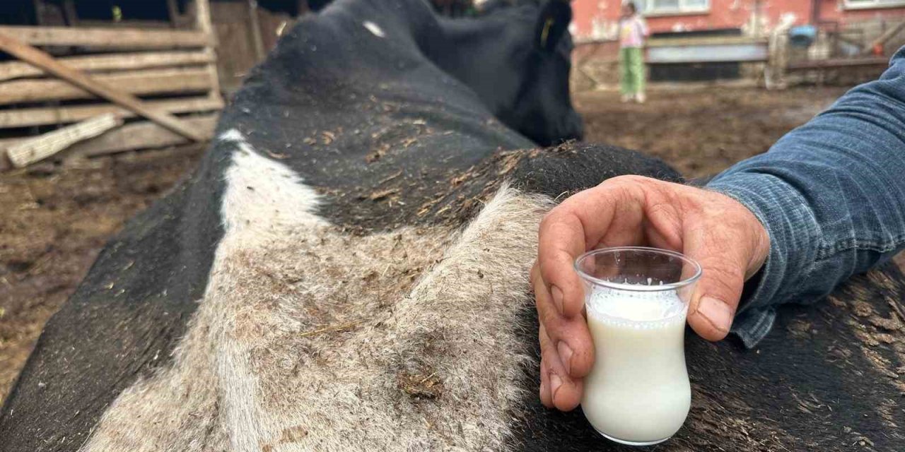 Şap Hastalığı Kontrol Altında: Aşılamada Yüzde 92'ye Ulaşıldı