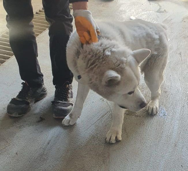 Ankara'da köpek saldırısı