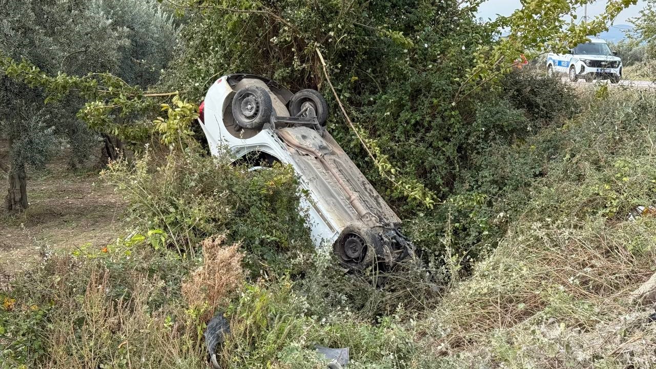 Sollama yamak istedi zeytinliğe uçtu