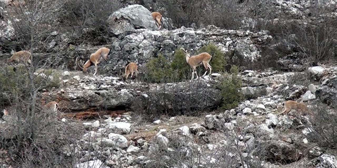 Gidengelmez'de Keçi Başına 940 Bin TL