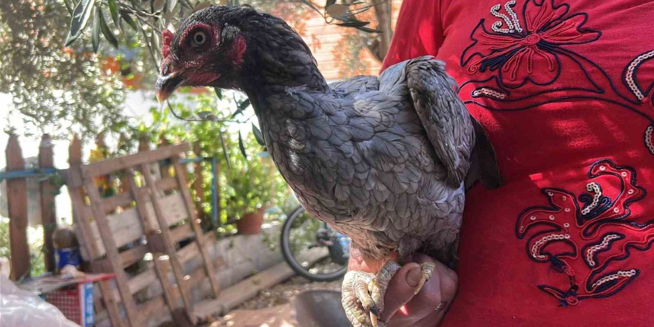 Mavi yumurtlayan 2 tavuğuna gözü gibi bakıyor