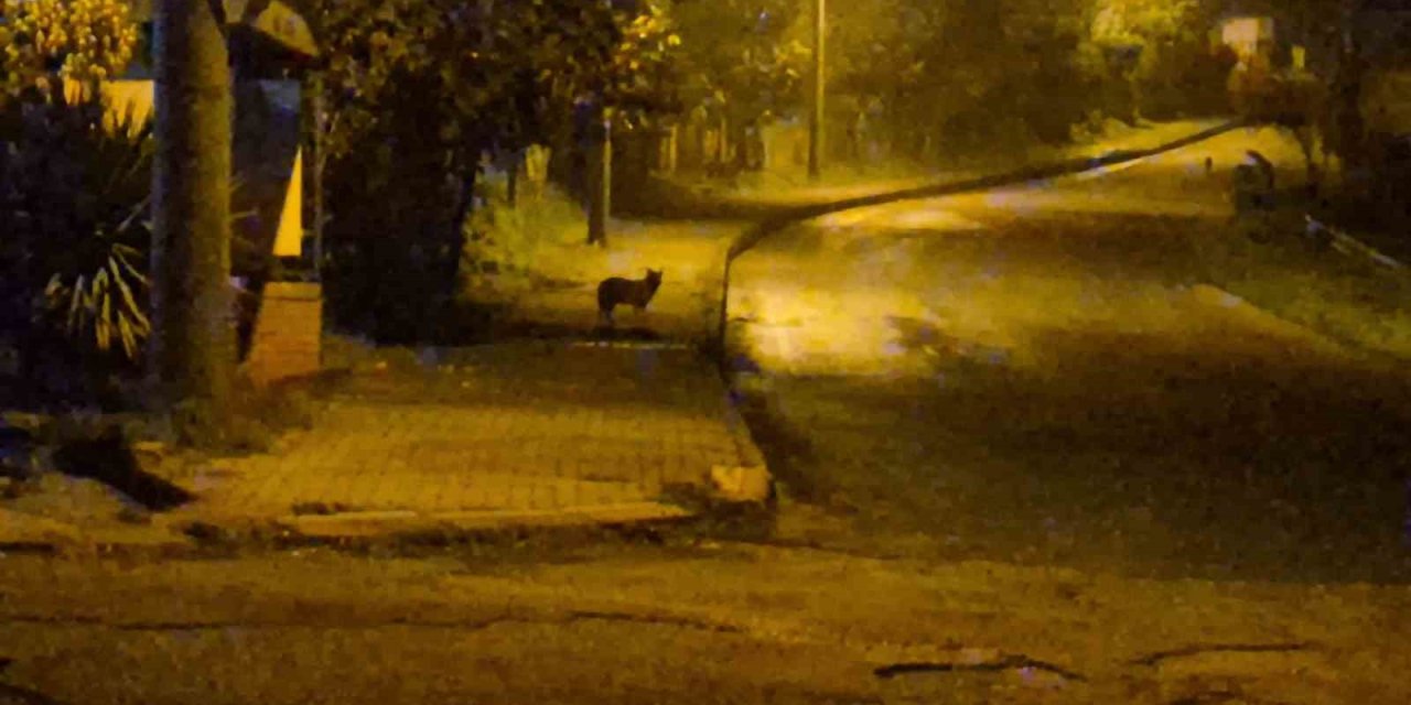 Bartın'ı çakallar bastı