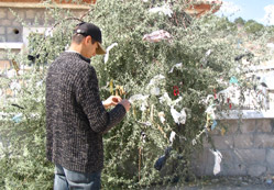 İğde ağacını hafakan bastı