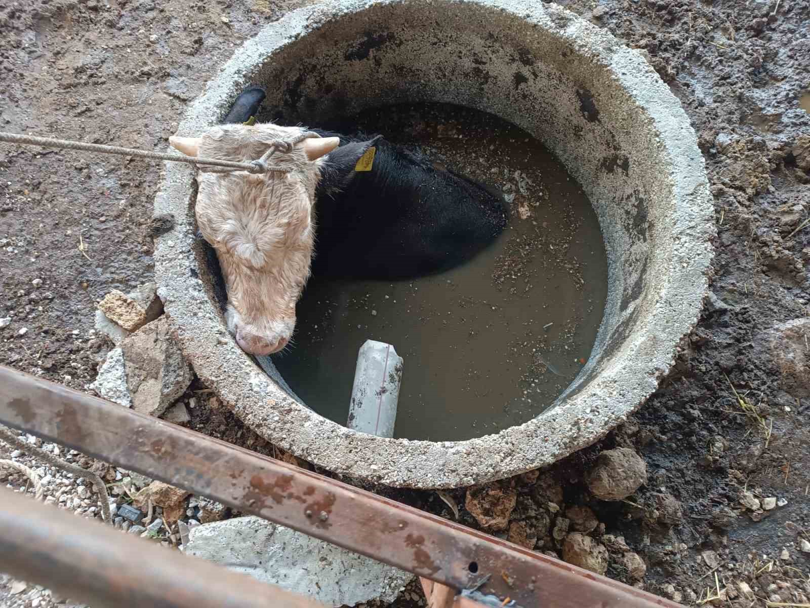 Meraklı inek kuyuya düştü itfaiye kurtardı