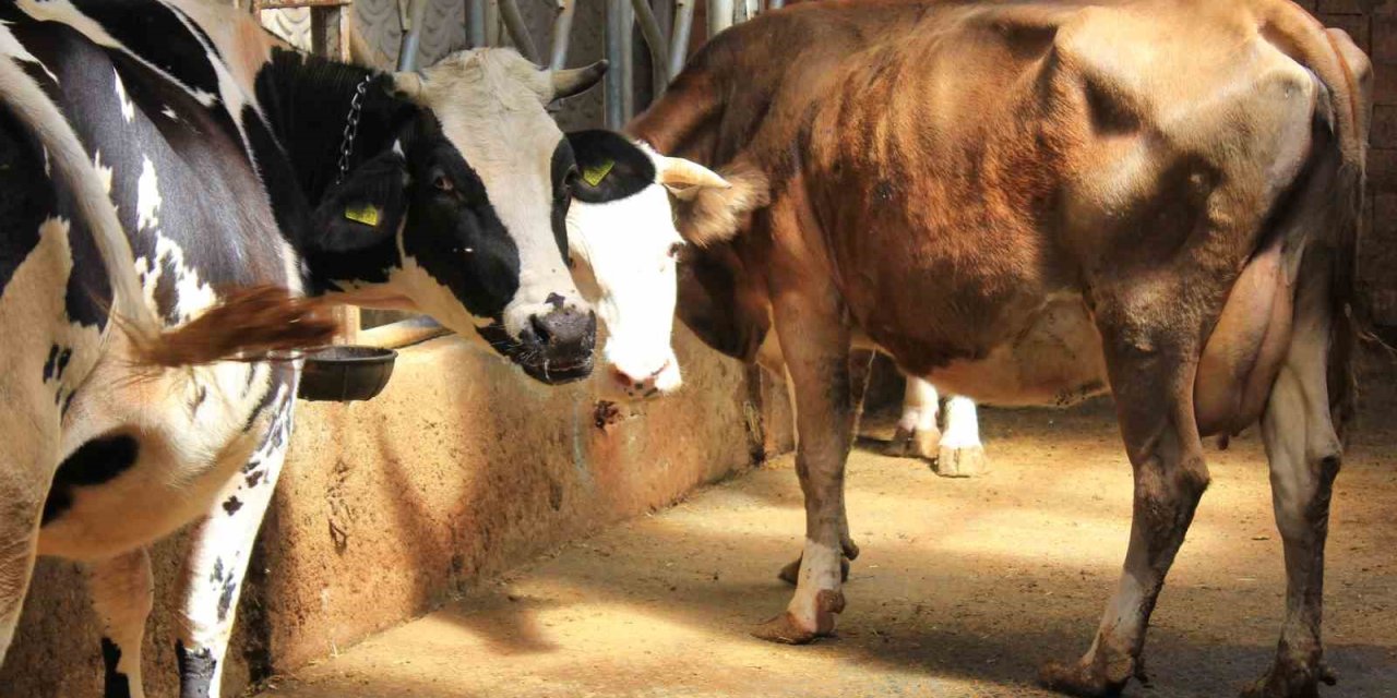 Şap Hastalığında Bilim Uyarısı: Küflü Domates ve İdrar Yanlış Tedavi!